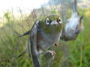 Moorea-Opunohu-3-avril-2008-Zosterops-la