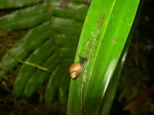 Moorea-Tohiea-16-17-septembre-2008-Partu
