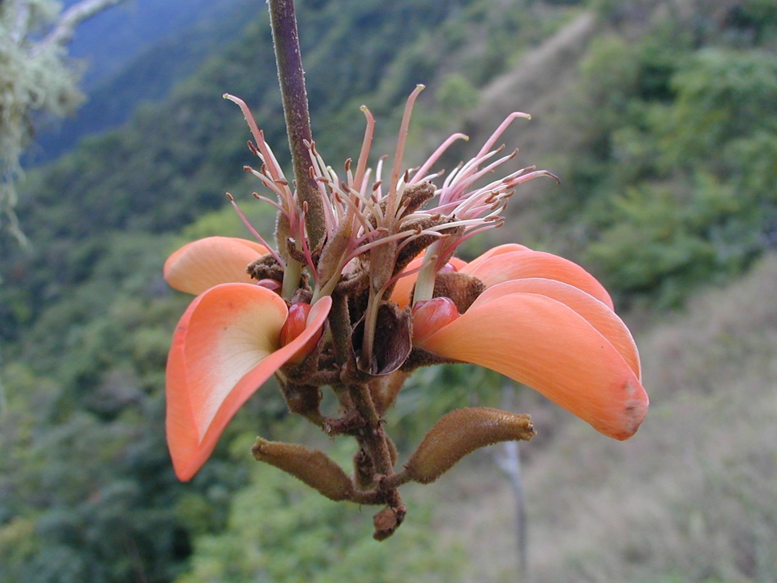 Aout-Mille-Sources-Erythrina-fleurs.jpg