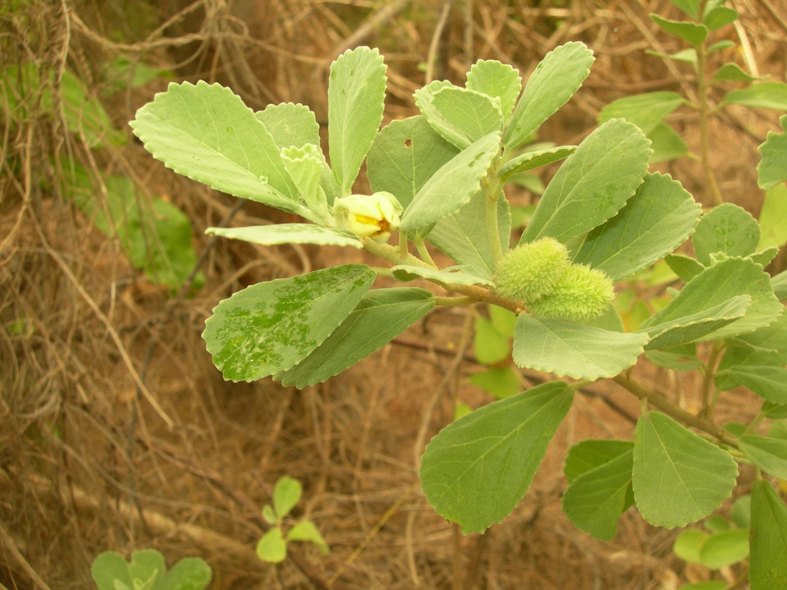 Atiu-28-sept-2009-Corchorus.jpg
