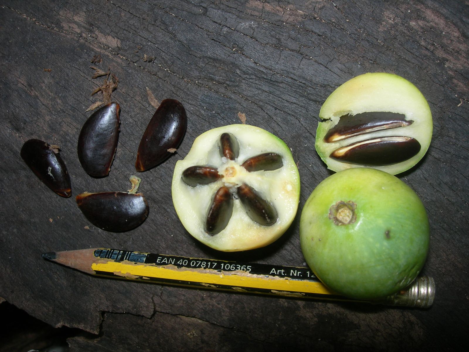 Atiu-28-sept-2009-Pouteria-grayana.jpg