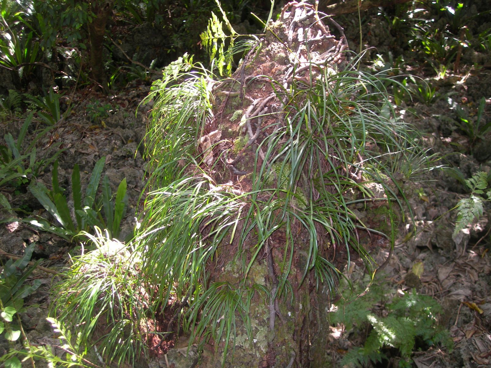 Atiu-29-sept-2009-Vittaria-habitat.jpg