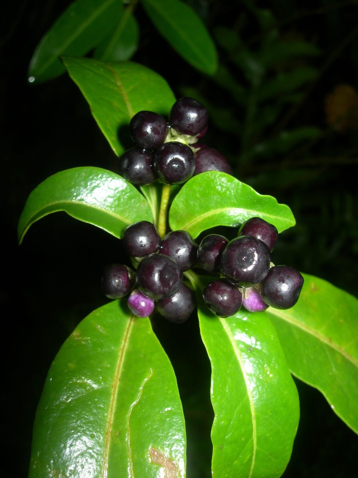 Mangaia-3-4-0ct-2009-Cestrum-diurnum.jpg