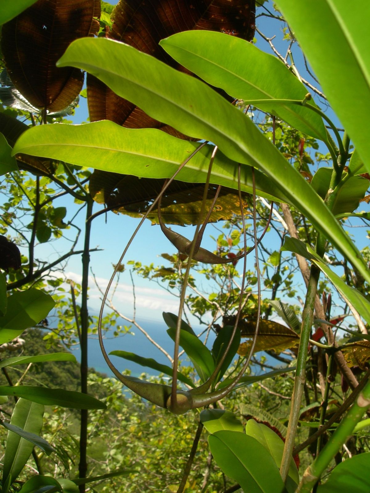 Moorea-Mouaputa-12-oct-2009-Lepinia.jpg