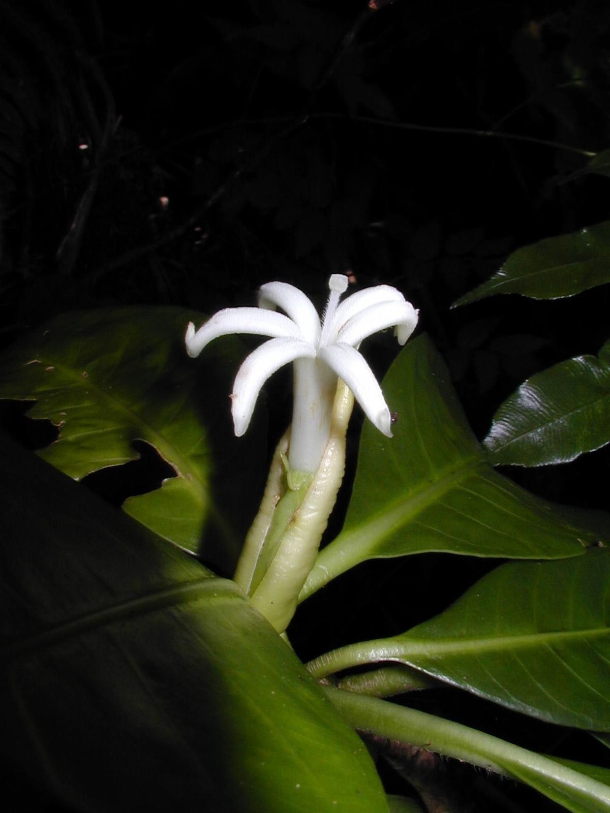 Psychotria-paulae-Tahiti-Col-Hamuta-11-m
