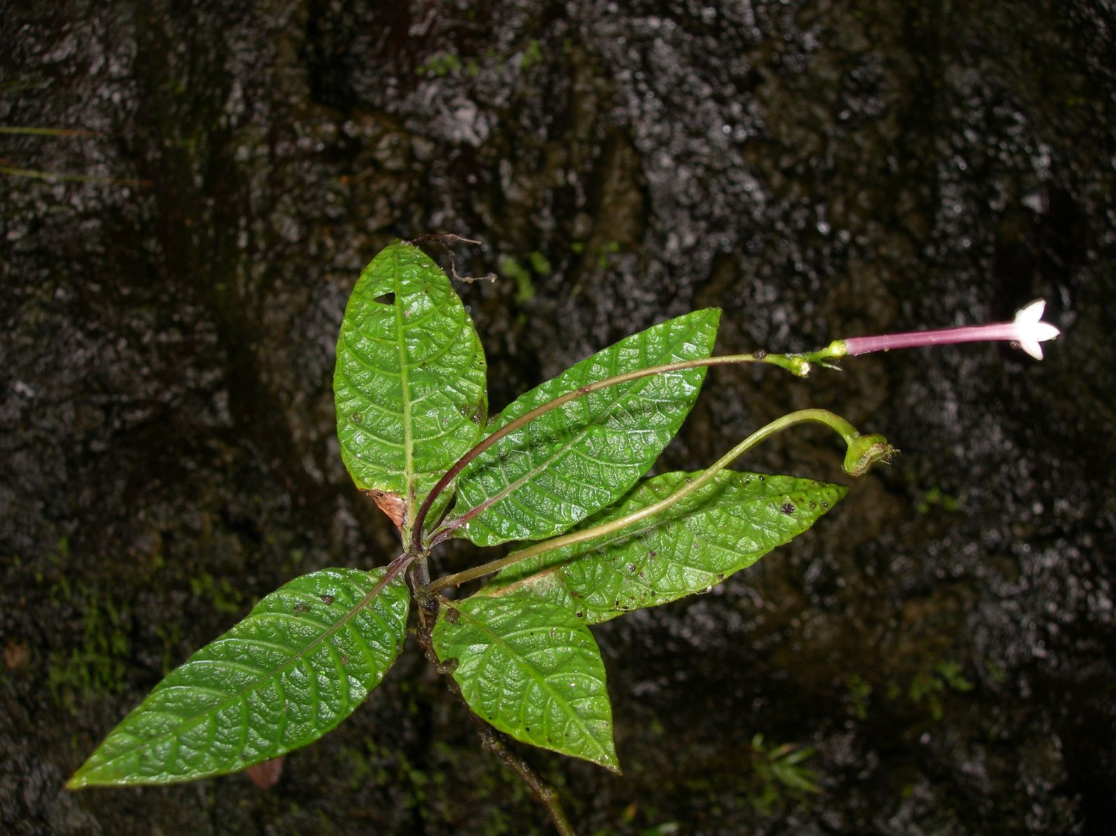 Tahiti-Tuauru-8-sept-2009-Ophiorrhiza-cf