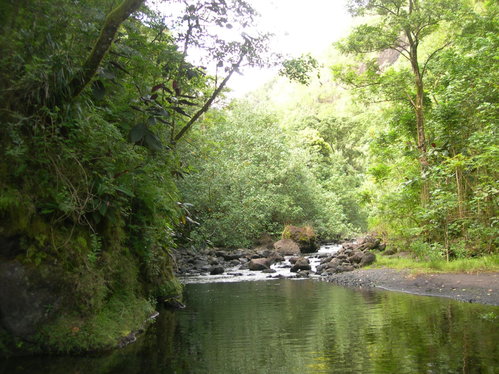 Tahiti-Tuauru-8-sept-2009-ripisylve.jpg