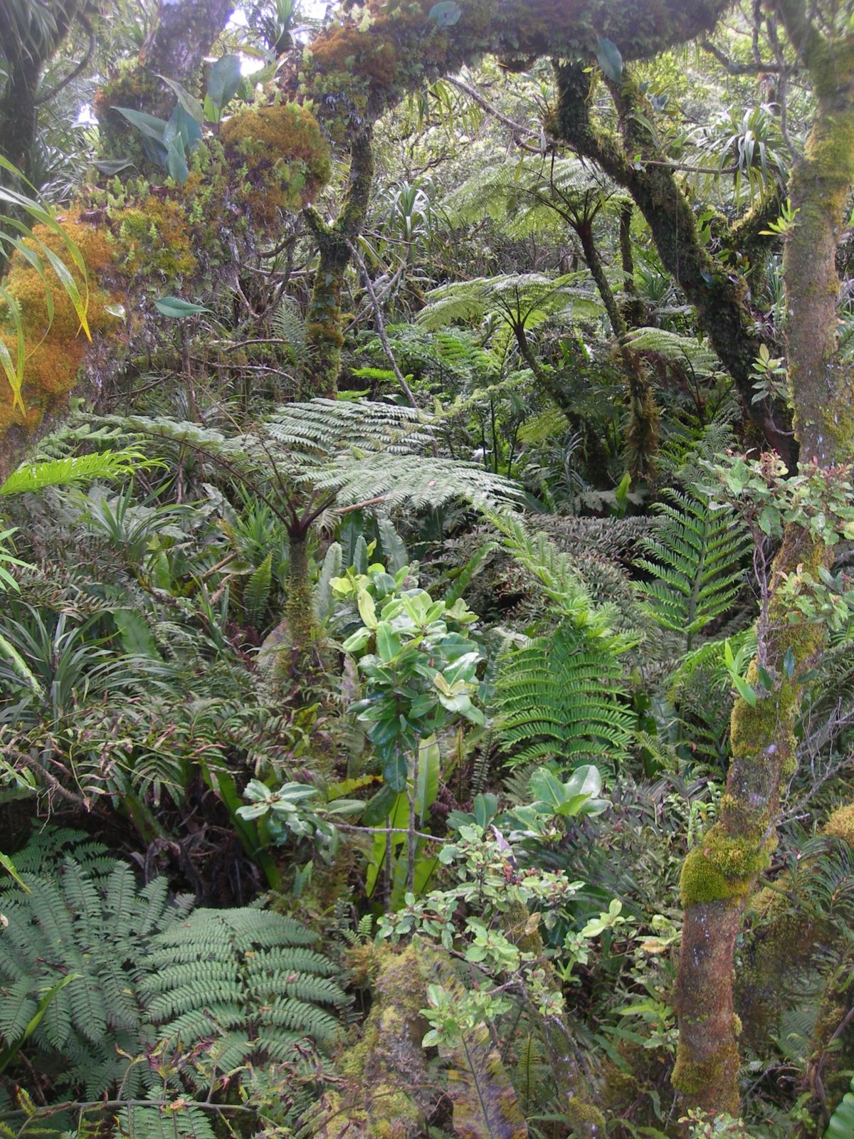 Tahiti-mont-Marau-8-juillet-2009-sous-bo