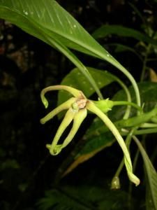Tahiti-Taravao-26-juillet-2007-Sclerothe
