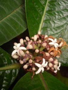 Tahiti-Taravao-Atara-30-avril-2008-Psych