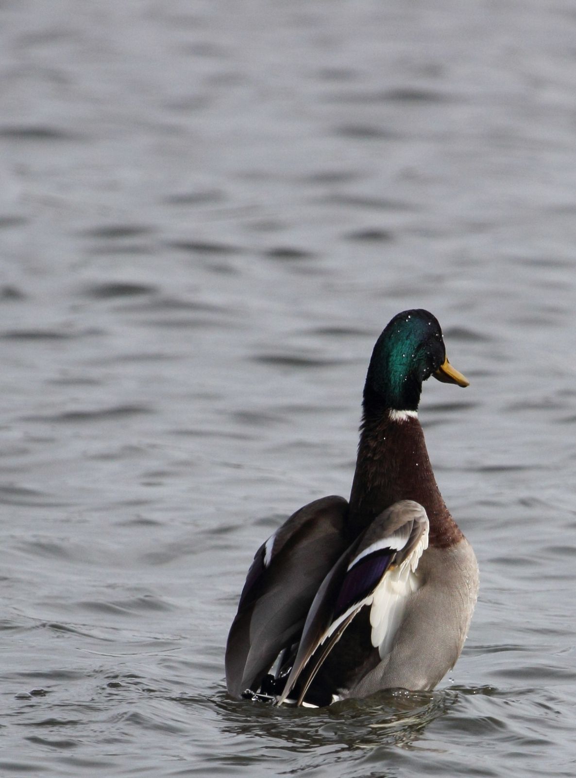 canard colvert