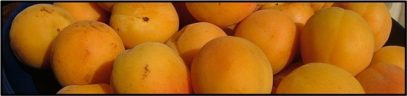 Cliquer_pour_agrandir_517