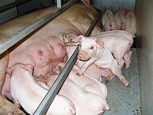 porc1