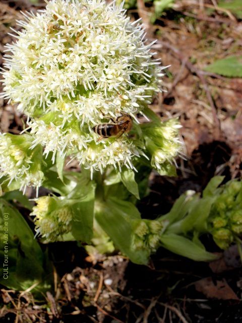 Pétasite blanc, l'une des premières fleurs du printemps en haute-montagne -  Maous Artiste Défiant l'Olibrius