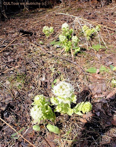 Pétasite blanc, l'une des premières fleurs du printemps en haute-montagne -  Maous Artiste Défiant l'Olibrius