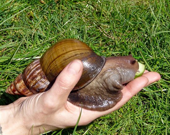 le plus grand escargot du monde - Rachidovic