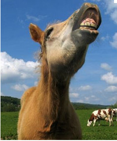 Capture-rire-cheval.PNG
