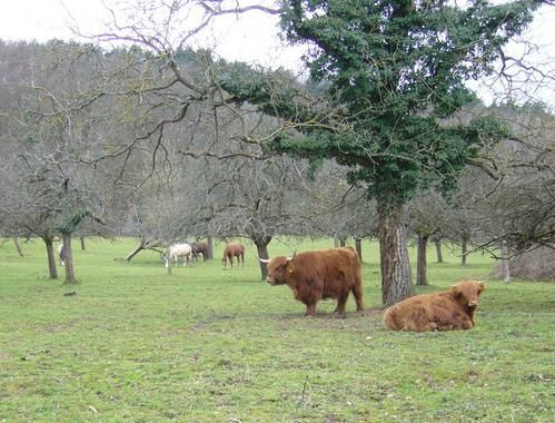chevaux et vaches écossaises
photos philae (jo)