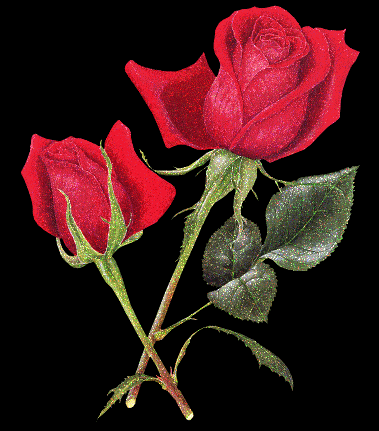 roses_rouges_anim_es