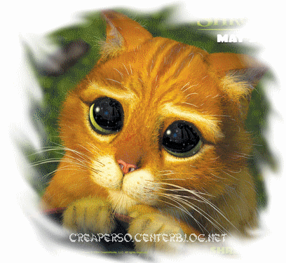 chat potté