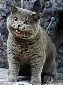 Happy Cat 450-c8d11