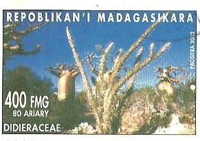 didieracerae