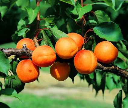 abricots
