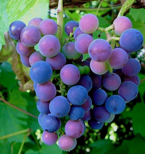raisins-1