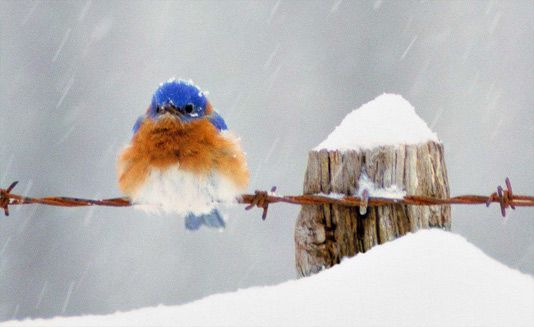 oiseau-sur-fil-neige1.jpg
