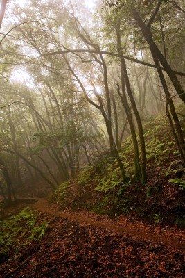 11945418-un-chemin-de-randonnee-a-travers-un-sinistre-la-fo.jpg