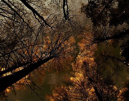 17446737-vue-depuis-le-sol-vers-le-ciel-parmi-les-arbre-fan