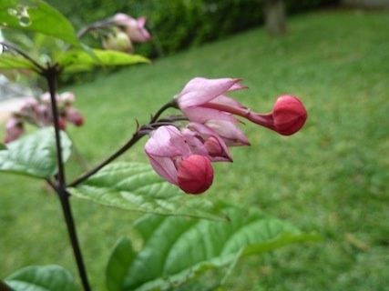 clerodendrum speciosum 1