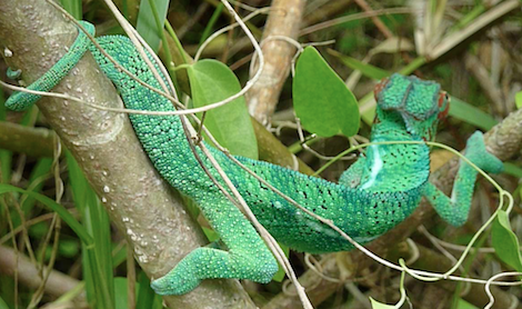 Caméléon Côte Est blog