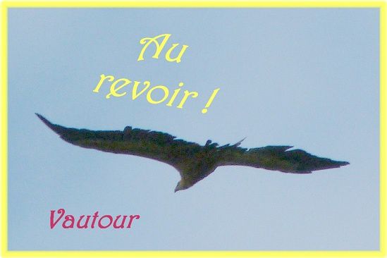 vautour.JPG