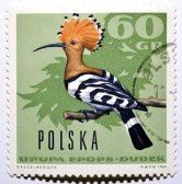 17997540-timbre-poste-polonais-avec-la-huppe-upupa-epops.jpg