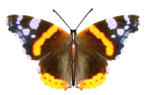 papillon52.gif