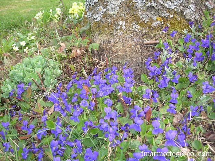 Violette odorante, Violette de mars. Botanique. - Le blog de FMarmotte5