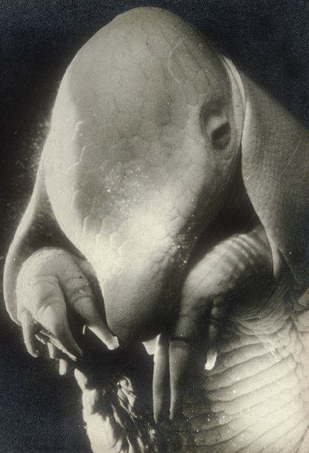 Dora-Maar-Pere-Ubu-1936.jpg