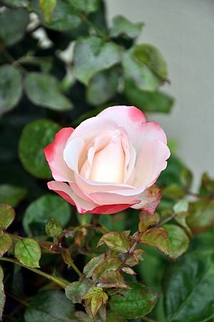 Fleurs-1b.jpg