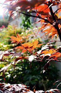 Boeuf-carottes-3b.jpg