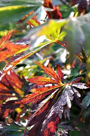 Boeuf-carottes-5b.jpg
