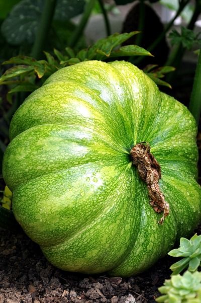 Courge muscade 1b