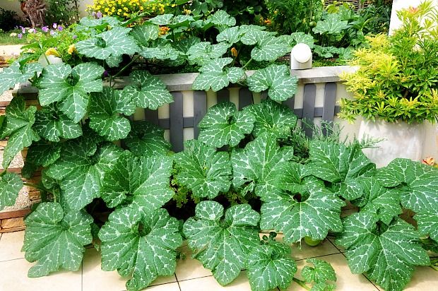 Courge-muscade-2b.jpg