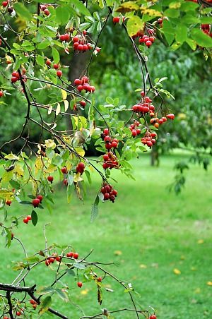 Salade-figues-3b.jpg