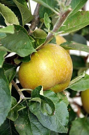 Tarte-a-la-puree-de-pommes-5b.jpg