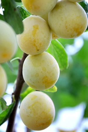 Tarte aux mirabelles 6a