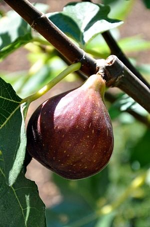 Confiture-de-figues-1b.jpg