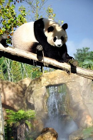 Zoo-de-Beauval-Panda-Geant-2b.jpg