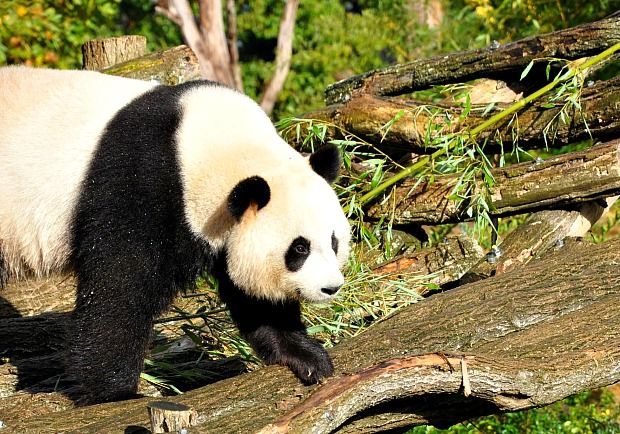 Zoo-de-Beauval-Panda-Geant-3b.jpg