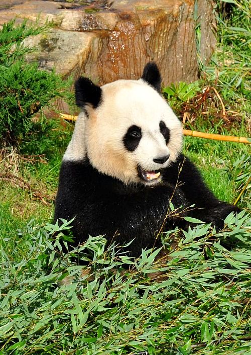 Zoo-de-Beauval-Panda-Geant-4b.jpg